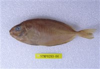 藏品(褐籃子魚)的圖片